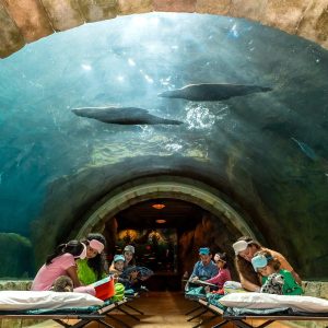 NVn4mG5i-SeaWorld-Yas-Island-1-800x600