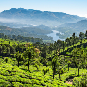 munnar-and-alleppey-1420
